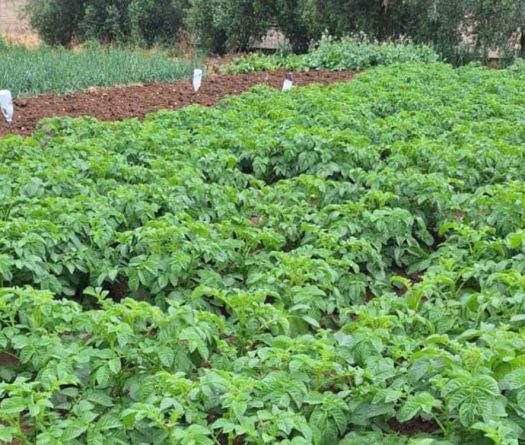 Agriculture au Liban-Sud: pertes estimées à plus de 530 millions de dollars