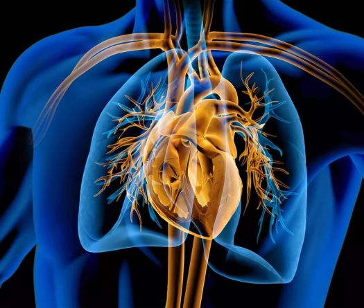 Zakhia Saliba signe une première au Liban&nbsp;: valve pulmonaire sans chirurgie lourde