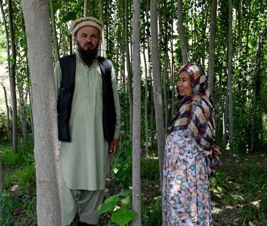 Afghanistan&nbsp;: le retour des forêts après des décennies de déforestation