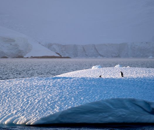 L'Antarctique de plus en plus impacté par le tourisme 