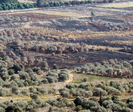 Liban: le secteur agricole durement touché par la guerre