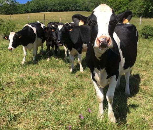 Fièvre aphteuse&nbsp;: le cheptel libanais sous pression, l’urgence sanitaire s’installe