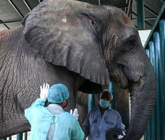 Les derniers éléphants du Pakistan luttent contre la tuberculose avec 400 comprimés par jour