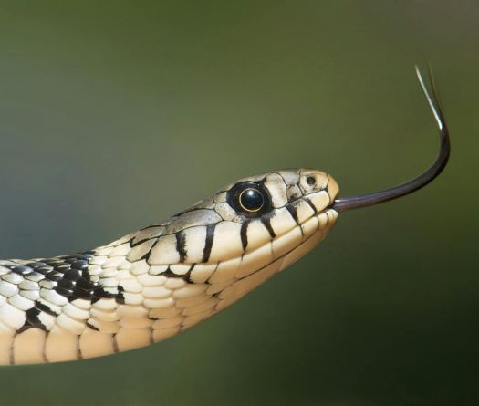 Mordu par des serpents à 200 reprises pour aider à trouver un antivenin universel