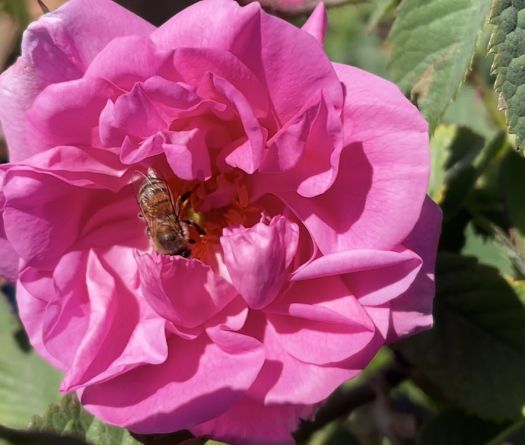 Qsarnaba, le village des roses 