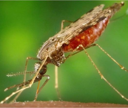 Paludisme au Liban: éliminé, oui, mais…