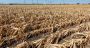 Drought: When the Sky Turns Its Back on the Earth