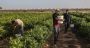 L’agriculture libanaise à la conquête des marchés du Golfe