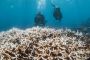 El Niño: un «effondrement» de l'écosystème de la Grande Barrière de corail redouté