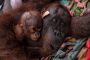 En Indonésie, une mère orang-outan et son petit secourus des feux de forêt