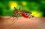 Malaria au Liban: retour discret ou simple alerte?