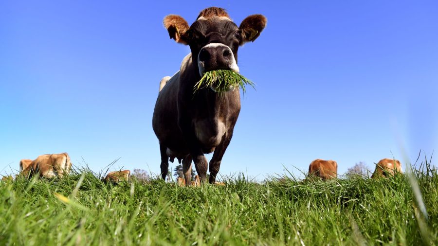 Nouvelle-Zélande: les flatulences bovines sèment la discorde