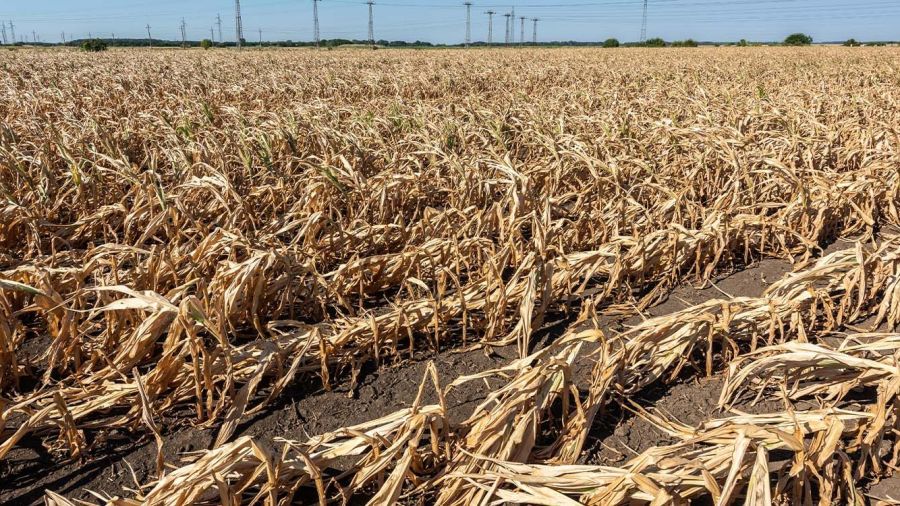 Saison sèche au Liban: urgence agricole et espoir fragile 