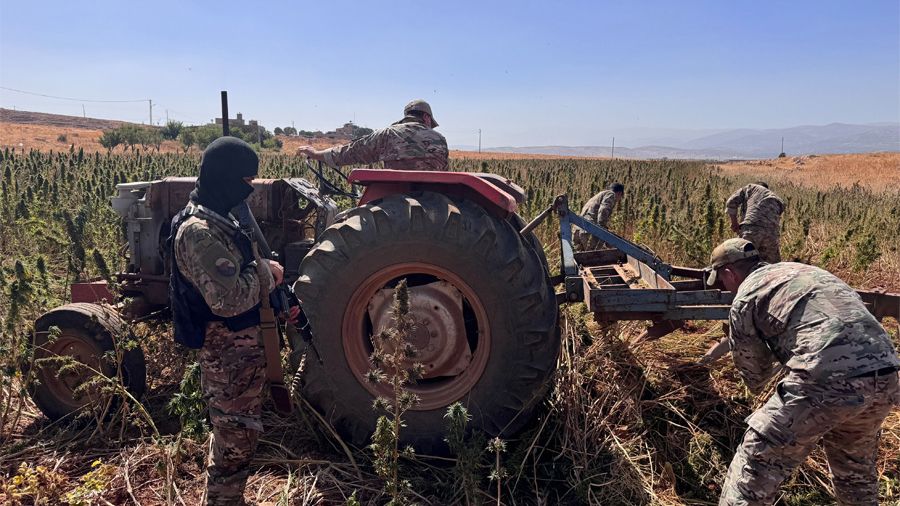 L’armée détruit une plantation de cannabis et arrête 17 travailleurs syriens
