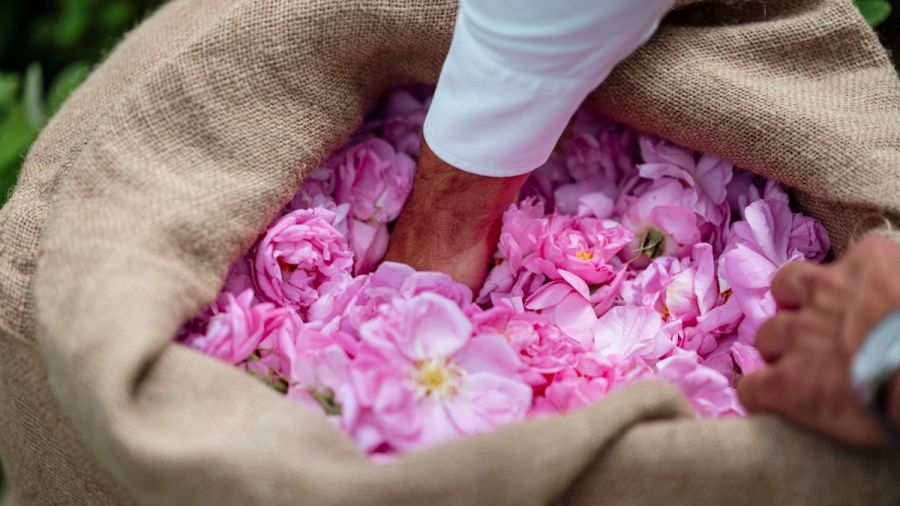 À Grasse, les roses Centifolia livrent leurs secrets de parfum