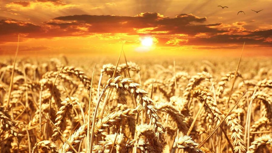 Le «sunn pest»: petite bête, gros ravages sur le blé libanais