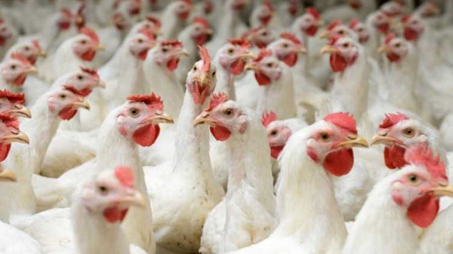 Le secteur avicole alerte:  Les importations tuent notre industrie