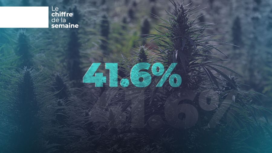 Au Liban, le cannabis fait la loi dans les champs