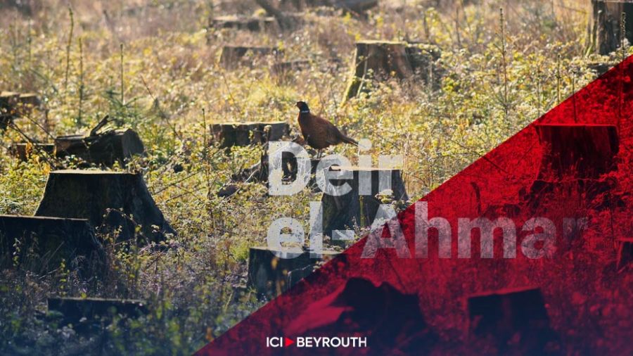 Massacre de forêts à Deir el-Ahmar: les enjeux environnementaux
