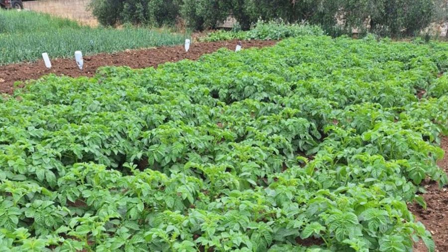 Agriculture au Liban-Sud: pertes estimées à plus de 530 millions de dollars