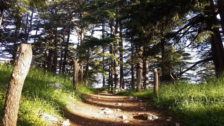 Tannourine, l’autre forêt des cèdres