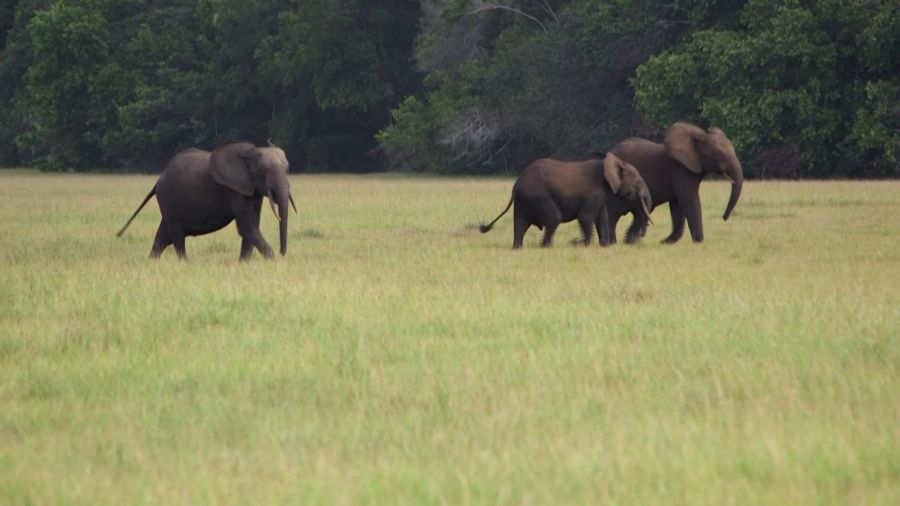 Kenya: le décès de 15 éléphants en un mois attribué à du cyanure