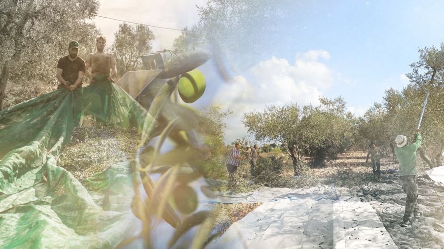 Cueillir l’olive, quand toute la famille descendait au champ