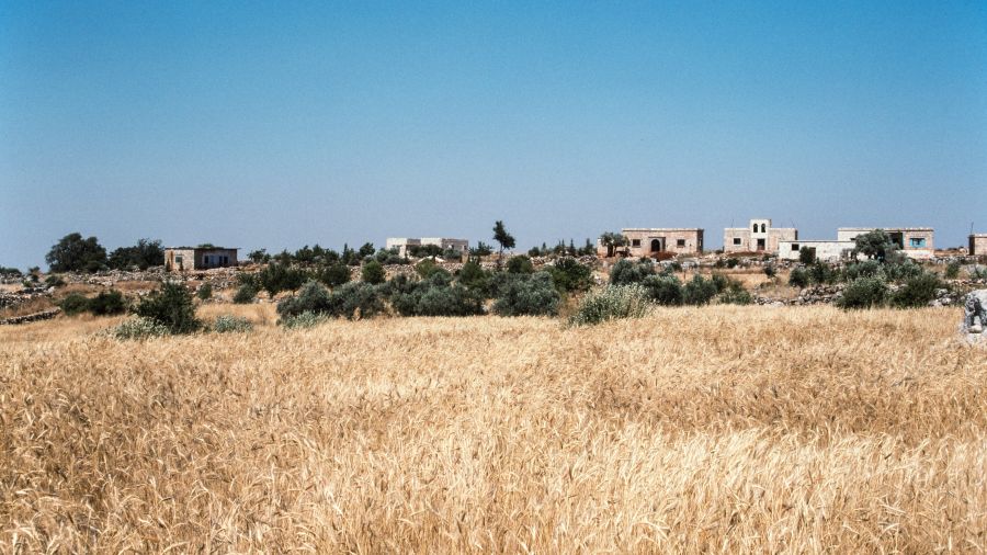 La Syrie autosuffisante en blé, une première en 15 ans