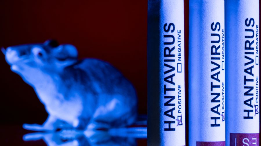 Hantavirus: les pays touchés par des cas confirmés