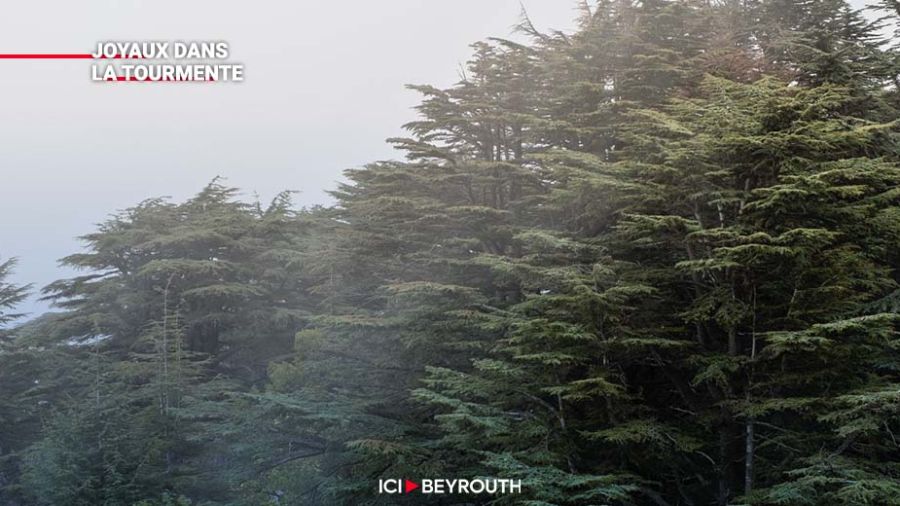 Au Liban: où trouve-t-on le Cedrus Libani ? (2/2)