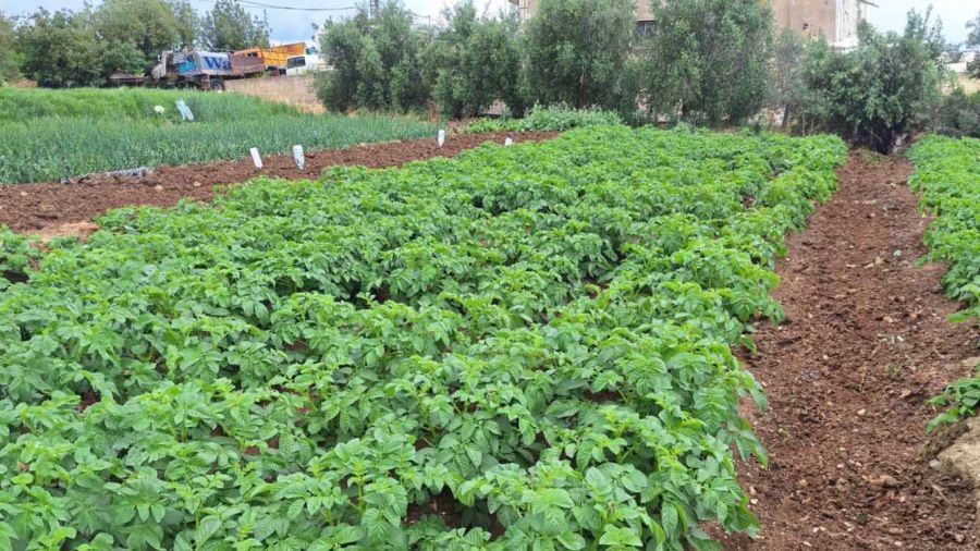 Guerre au Moyen-Orient: un impact dévastateur ou indolore selon le type d'agriculture