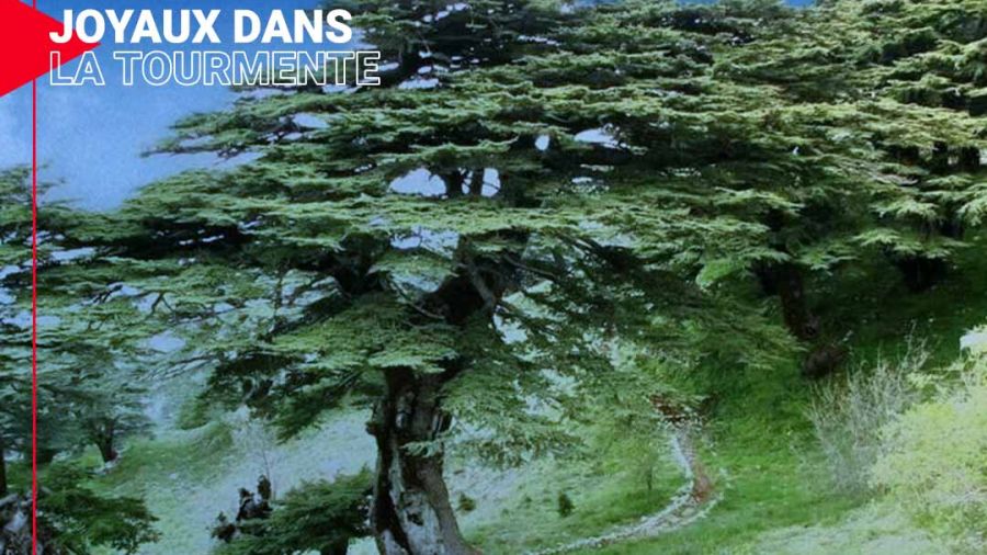 Histoire du Cèdre du Liban (1)