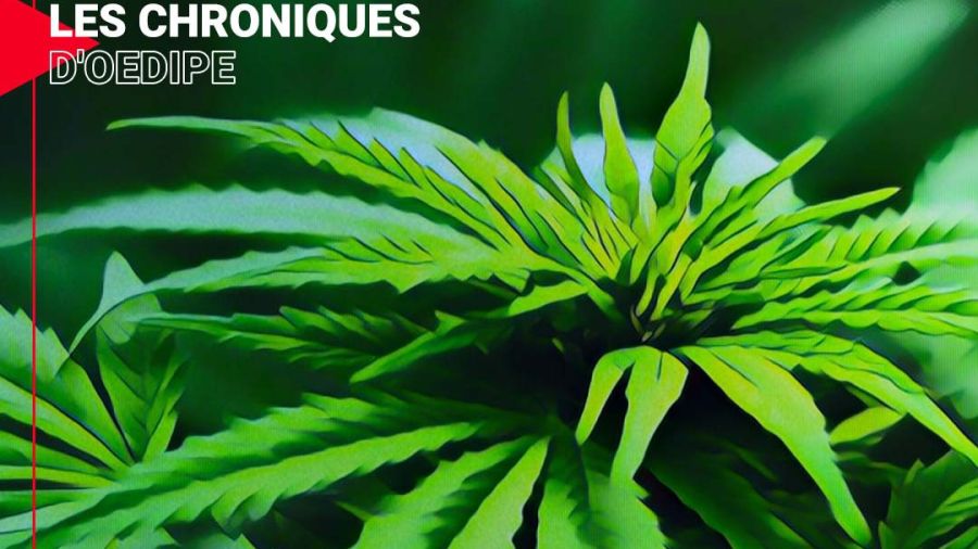 Légaliser le cannabis en France ?