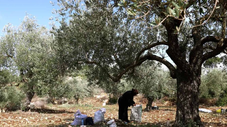 Au Sud-Liban, les oliviers plus vieux que les empires