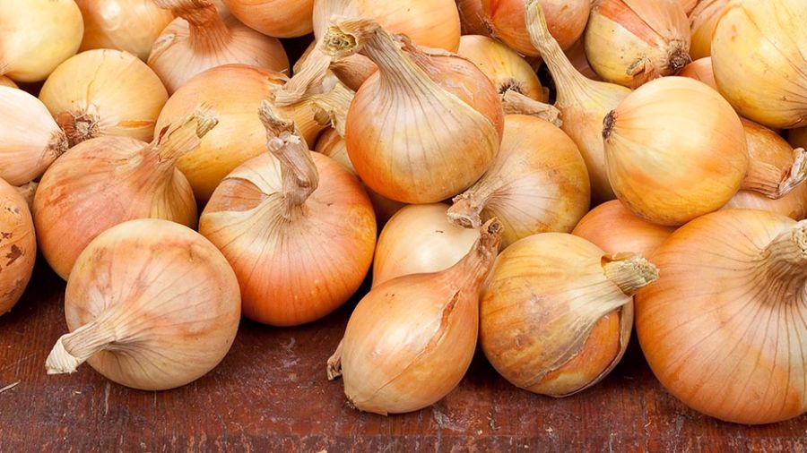 1300 tonnes d’oignons innonderont le marché