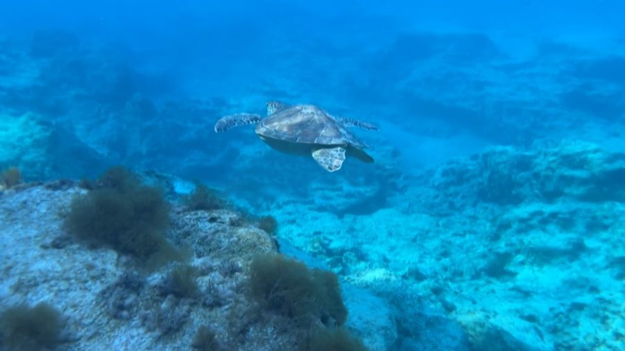 Patrimoine archéologique sous-marin au Liban: des origines aux découvertes 