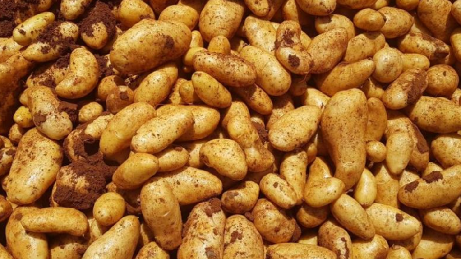 Lancement d'une initiative pour stabiliser le marché de la pomme de terre