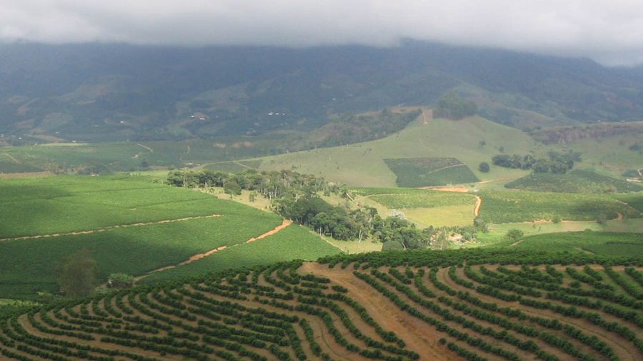 Brésil : Production de café en baisse et record du cours de l’arabica