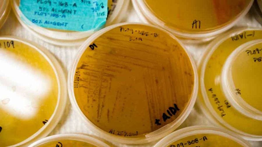 Les fonds marins, nouvelle frontière pour la recherche médicale