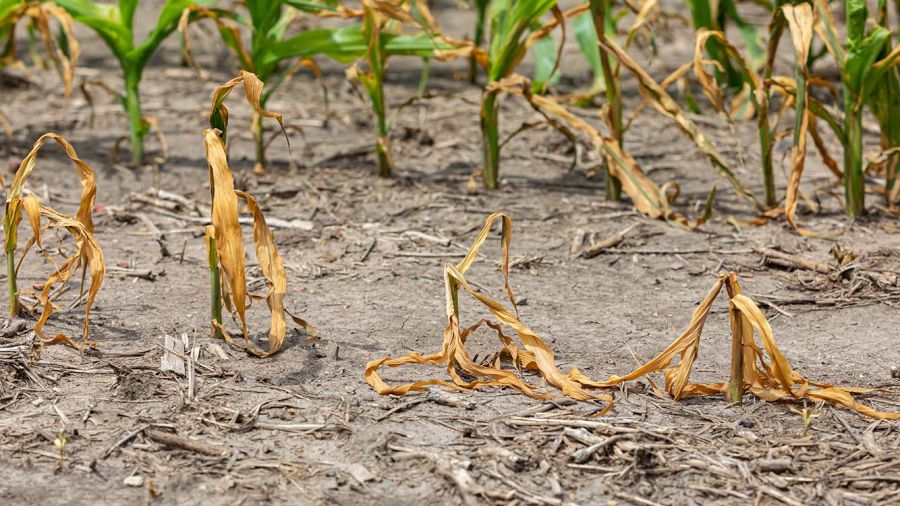 Sécheresse historique: catastrophes écologiques et économiques en marche