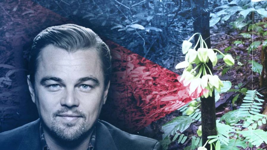 Un arbre tropical baptisé du nom de l'acteur et défenseur de l'environnement Leonardo DiCaprio