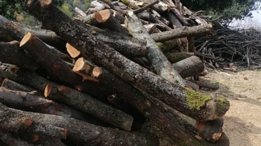 Abattage d’arbres à grande échelle à Chahtoul , dans le Kesrouan