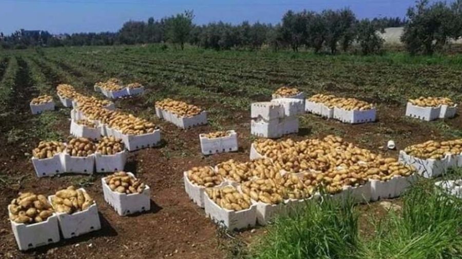 Les agriculteurs du Akkar boudent les pommes de terre