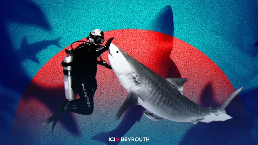 CNRS-L: Les requins dans les eaux libanaises ne sont pas dangereux