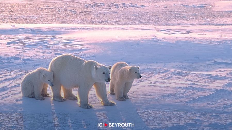 Quantification du lien entre émissions de CO2 et déclin des ours polaires