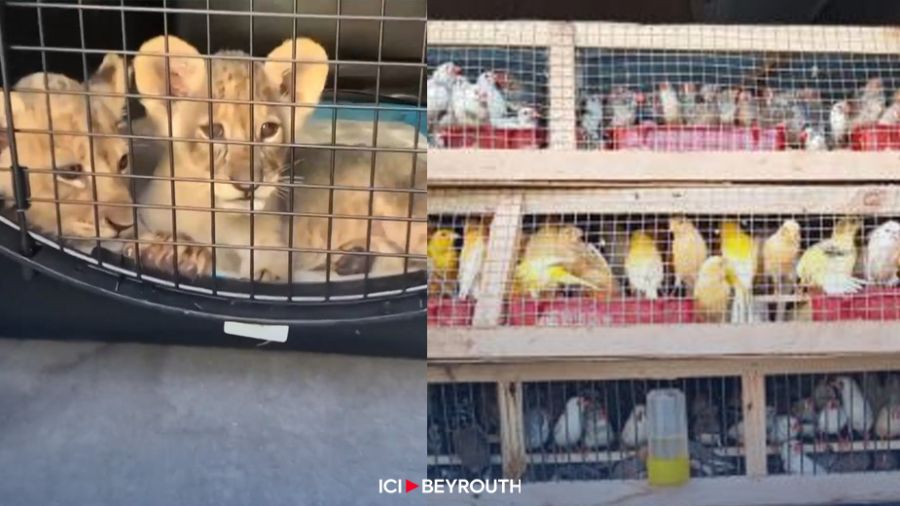Une tentative de trafic illégal d'animaux sauvages déjouée à Batroun