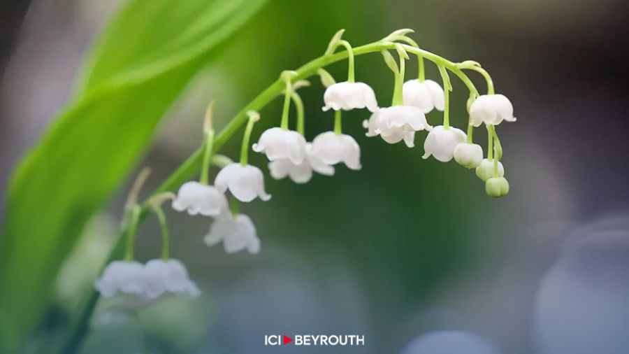 Le 1er mai: luttes, muguet et traditions