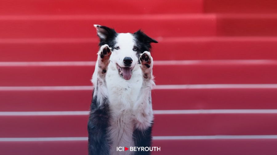 Cannes: à qui ira la «Palme dog» cette année ?