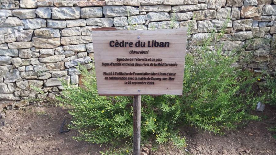 Du Liban à Sanary-sur-Mer, plantation d’un cèdre et d’un olivier