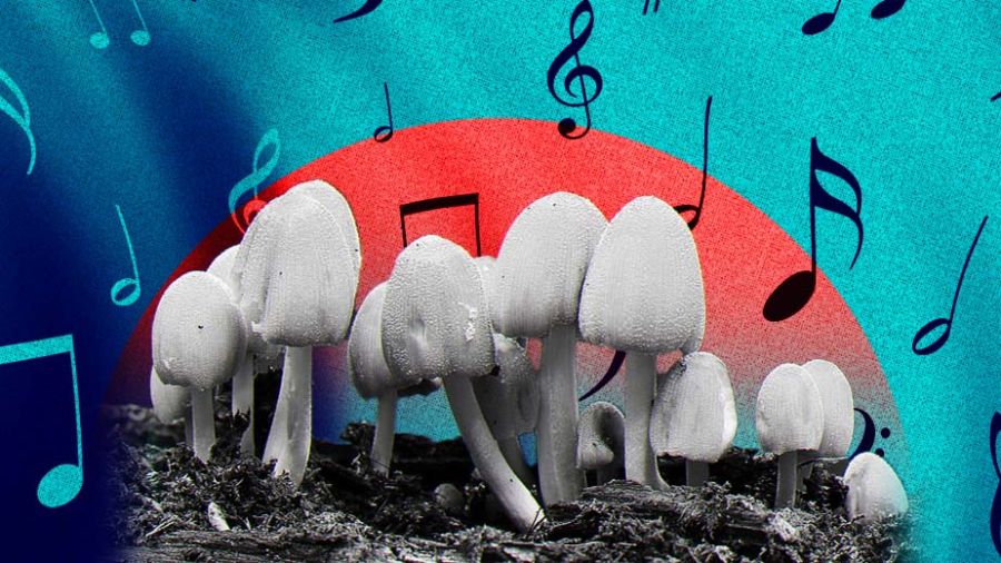 Et si les champignons avaient une oreille musicale...
